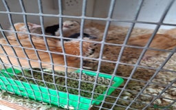 Chickens poultry for sale: Unsexed orpington chickens  - Image 2