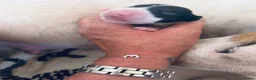 English Bull Terrier dogs for sale: KC Health Tested, UK Champion Lines,  - Advert 9