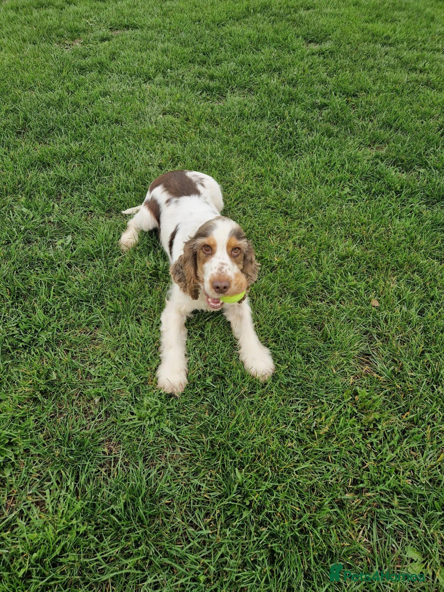 Cocker Spaniel dogs for stud: Show cocker Chocolate Roan stud - Advert 1