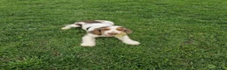 Cocker Spaniel dogs for stud: Show cocker Chocolate Roan stud - Advert 3