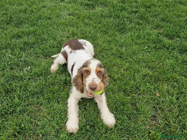 Cocker Spaniel dogs for stud: Show cocker Chocolate Roan stud - Advert 17