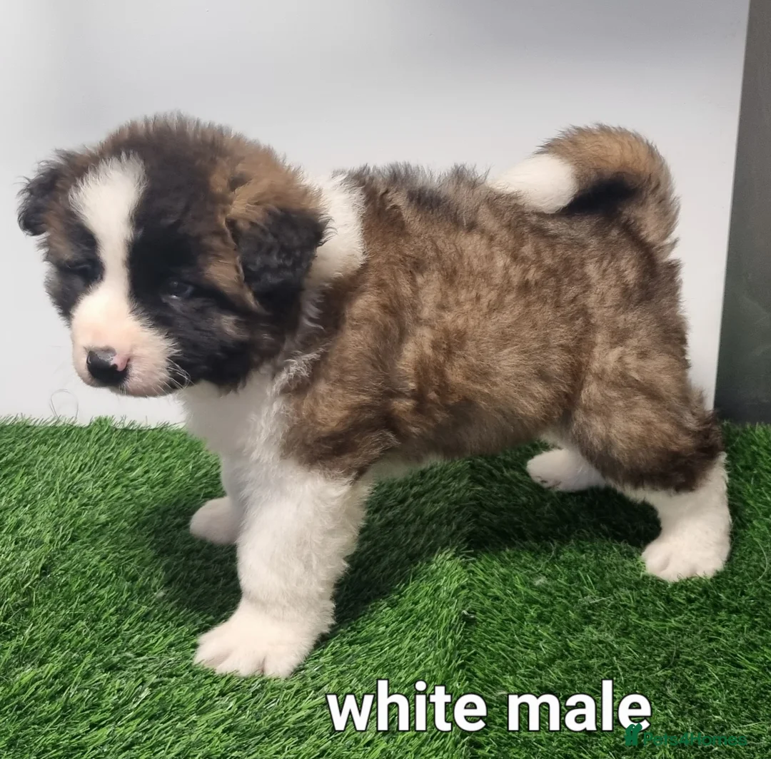 Akita dogs for sale: Akita pups - Advert 13
