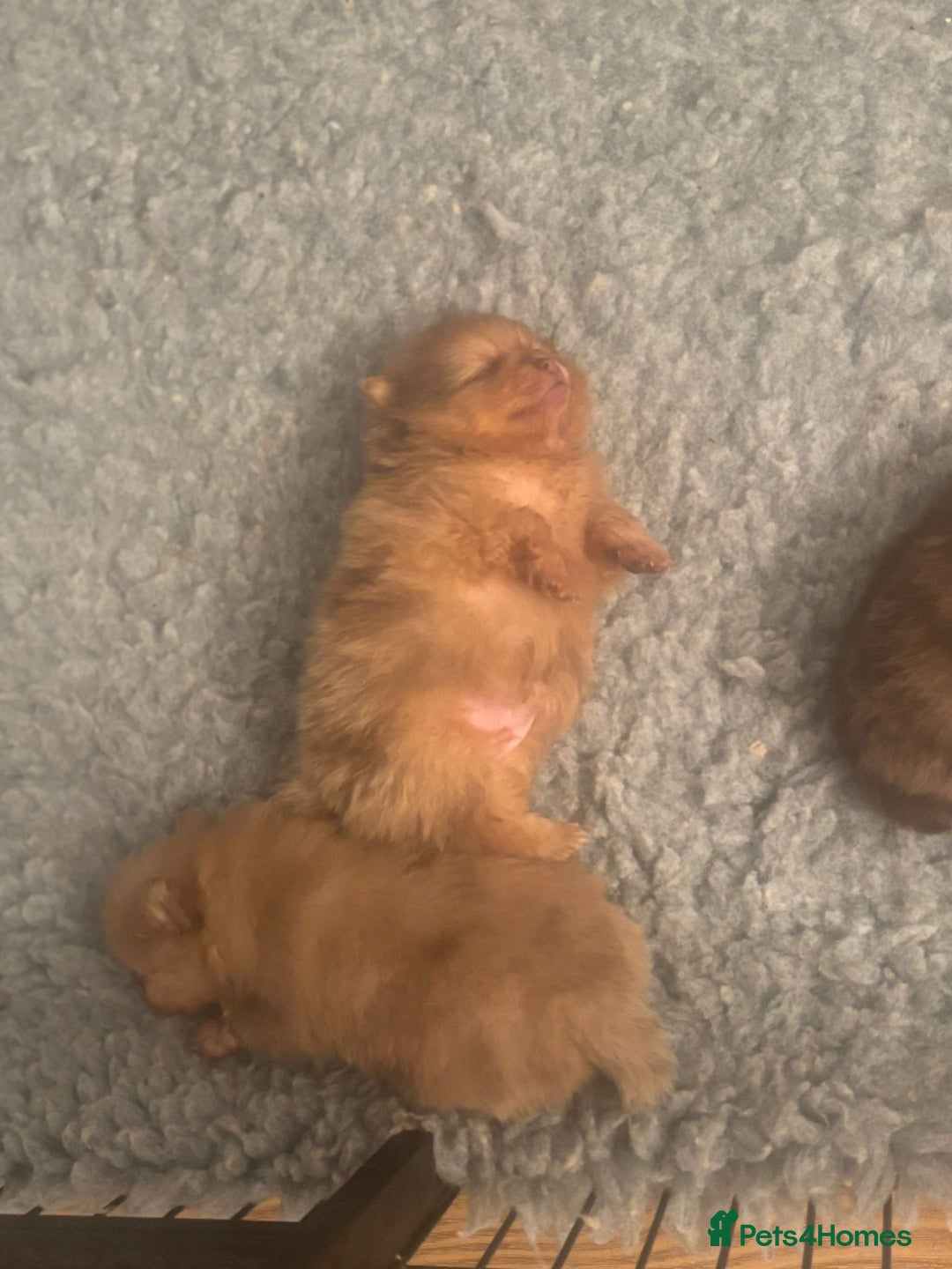 Pomeranian dogs for sale: Mini Pomeranians - Image 13