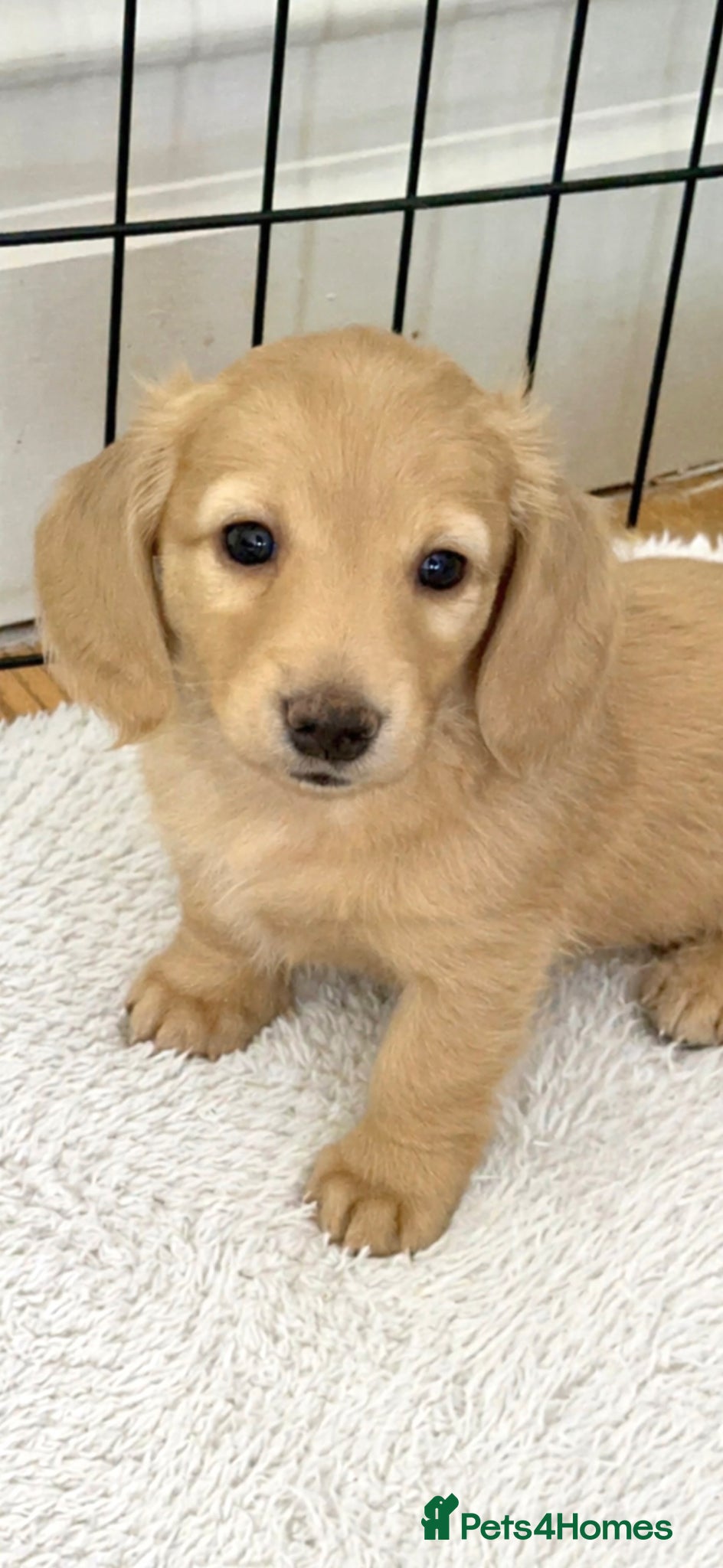 Miniature Dachshund dogs 𝕃𝕠𝕟𝕘 𝕙𝕒𝕚𝕣𝕖𝕕 𝕞𝕚𝕟𝕚 𝕕𝕒𝕔𝕙𝕤𝕙𝕦𝕟𝕕 - Advert 1