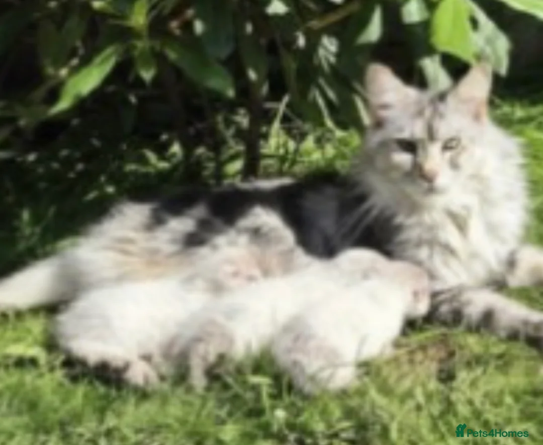 Maine Coon cats for sale: Pure breed XL Maine Coon kitten - Advert 9