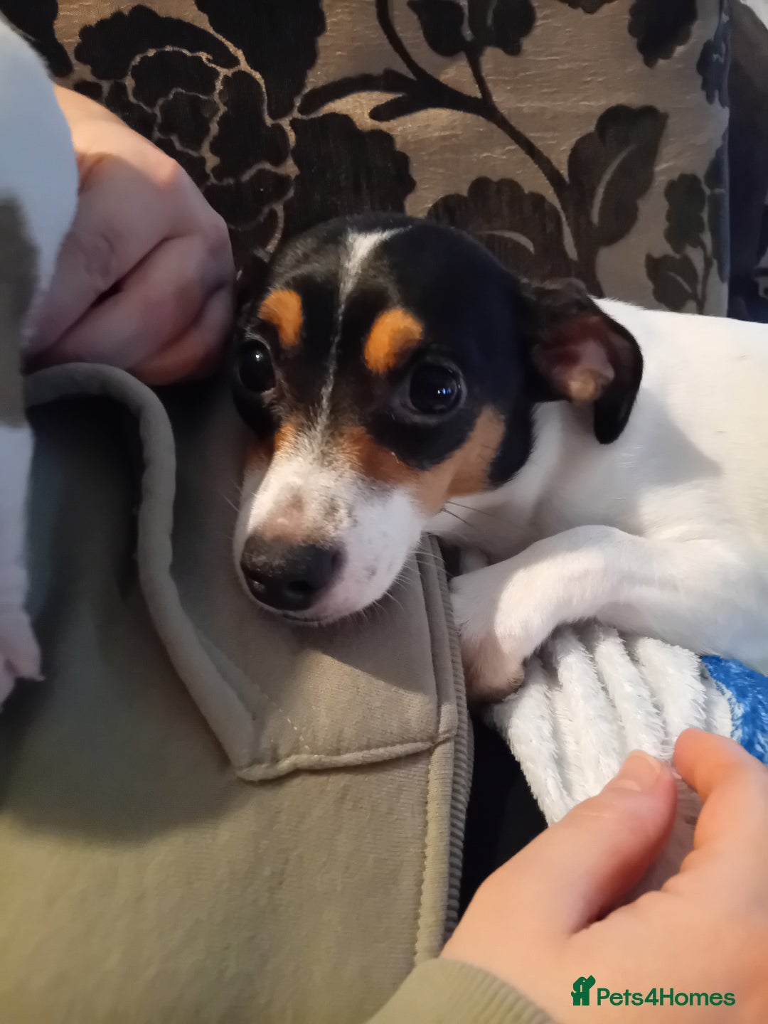 Jack Russell dogs for sale: 6 beautiful Jack russells available  - Advert 5