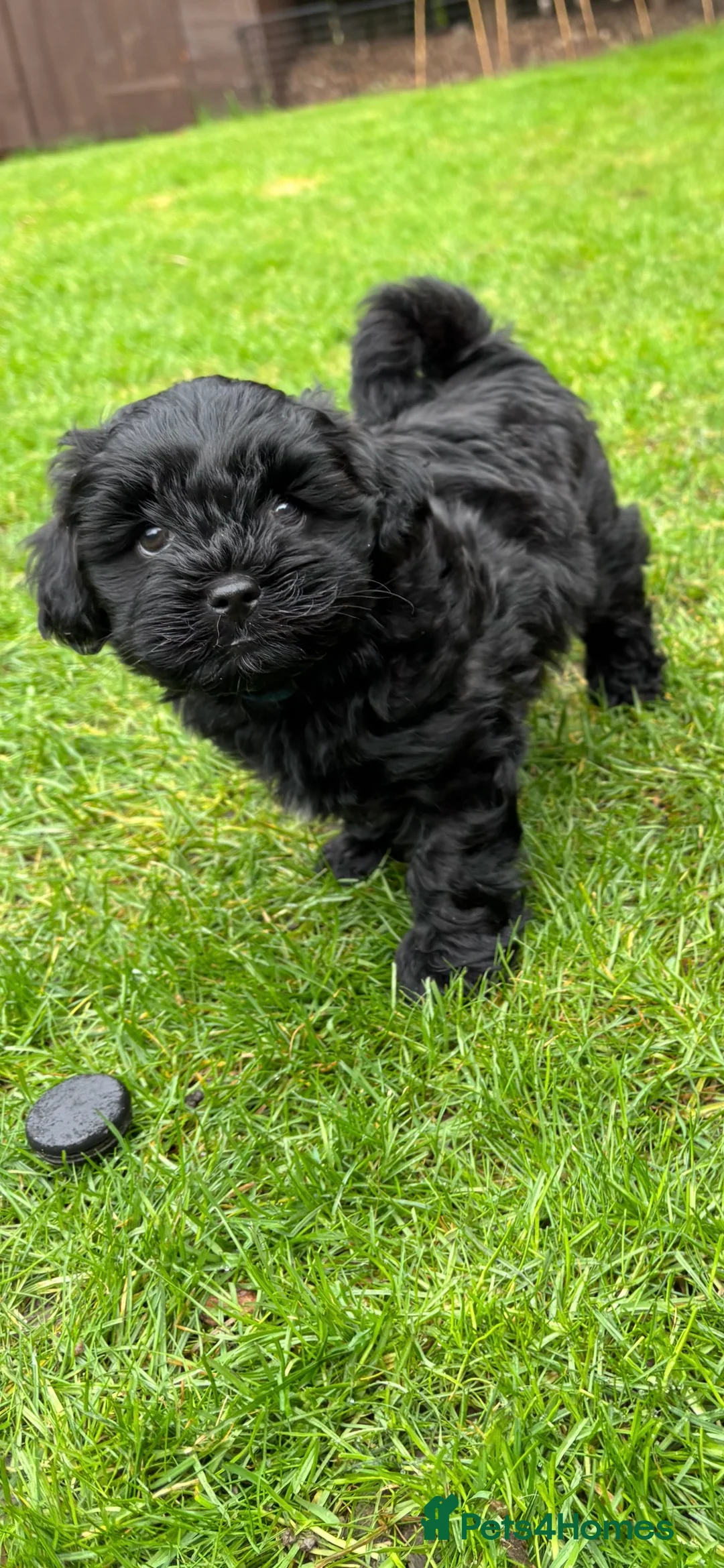 Lhasapoo dogs for sale: NOW SOLD!! LHASAPOO BOY PUPPY - Advert 1