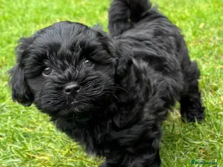 Lhasapoo dogs LHASAPOO BOY PUPPY - Advert 2