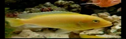 Cichlids fish for sale: African cichlids  - Advert 5