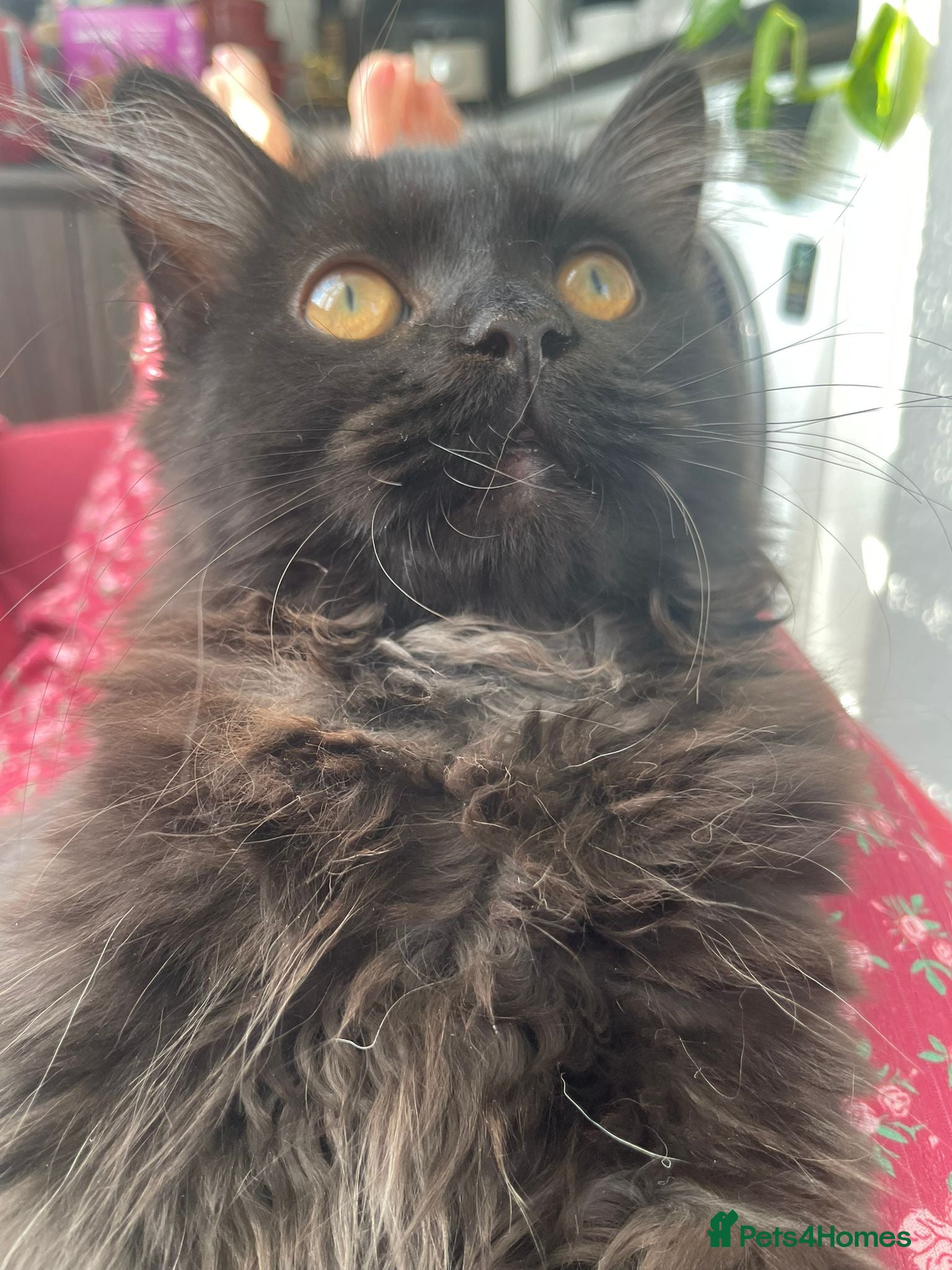 Mixed Breed cats for sale:  Persian kitten Reduced  - Advert 12