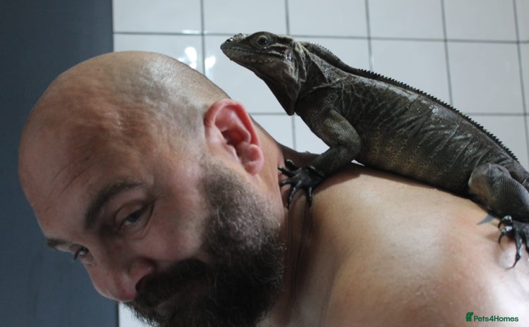 Iguana reptiles - Advert 7