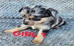 Pomchi dogs for sale: Beautiful merle pomchi puppies  - Image 1