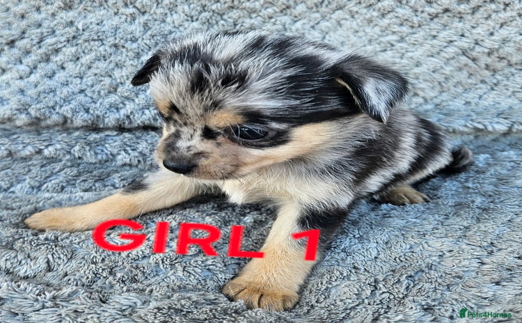 Pomchi dogs - Advert 1
