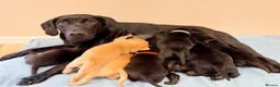 Labrador Retriever dogs for sale: Beautiful KC Registered Labrador Puppies - Advert 4