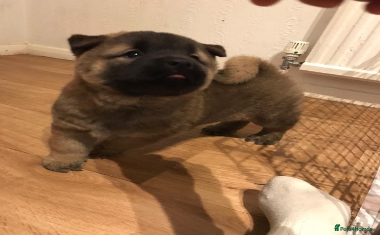 Mixed Breed dogs - Advert 3