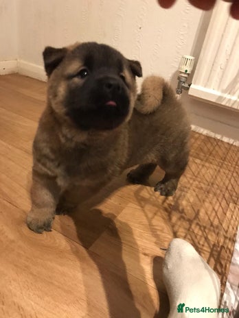 Mixed Breed dogs - Advert 3