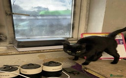 Mixed Breed cats for sale: Bonnie girl  - Image 3