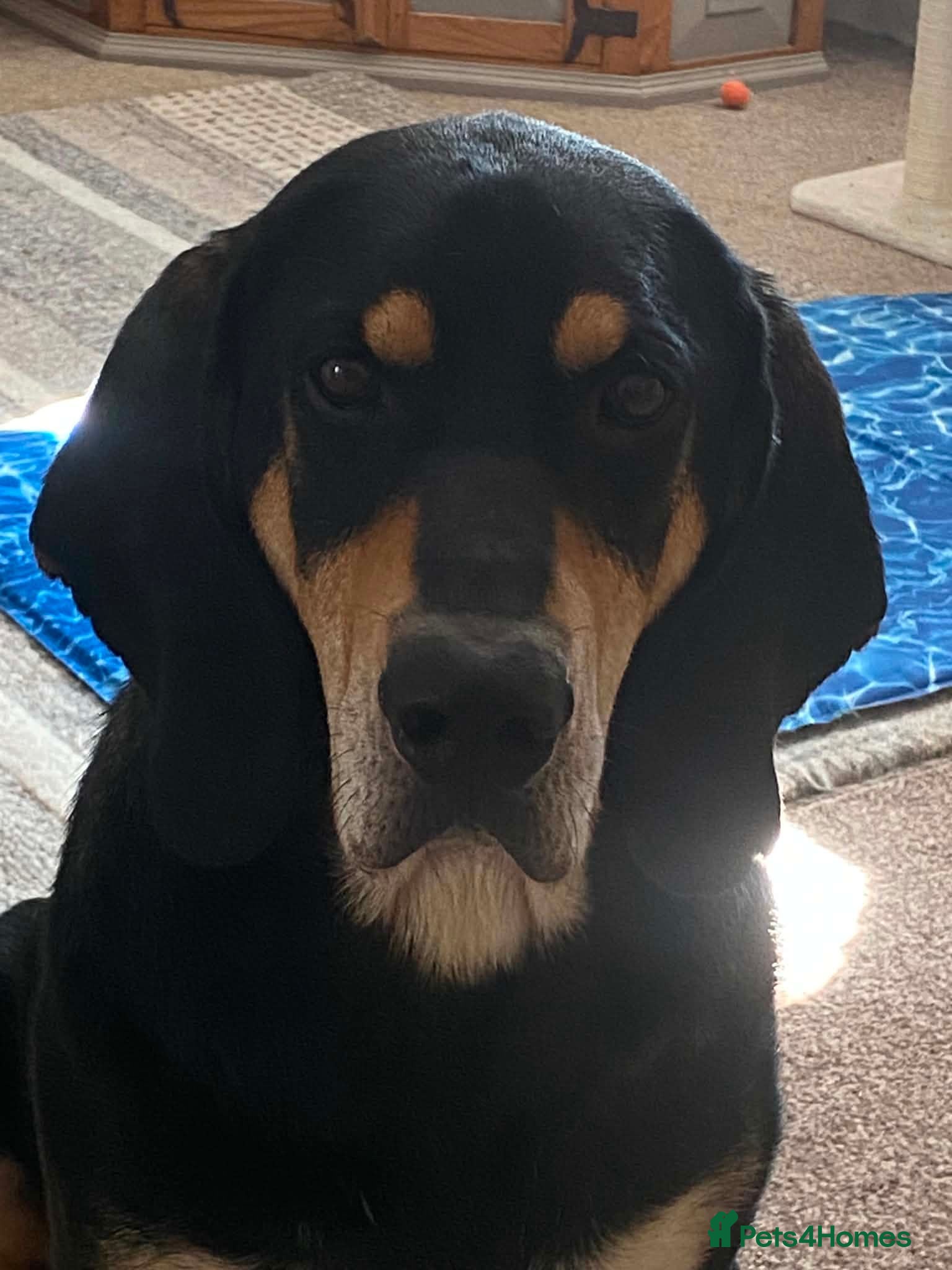 Mixed Breed dogs Bruno - Jura Hound for adoption - Advert 1