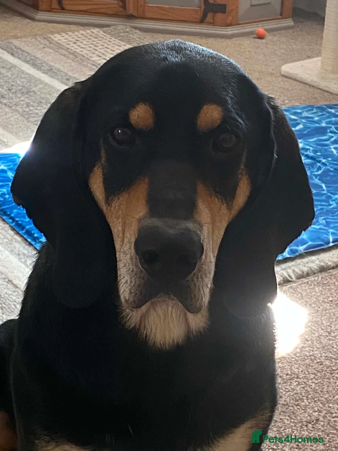 Mixed Breed dogs for adoption: Bruno - Jura Hound for adoption in Northampton - Advert 1
