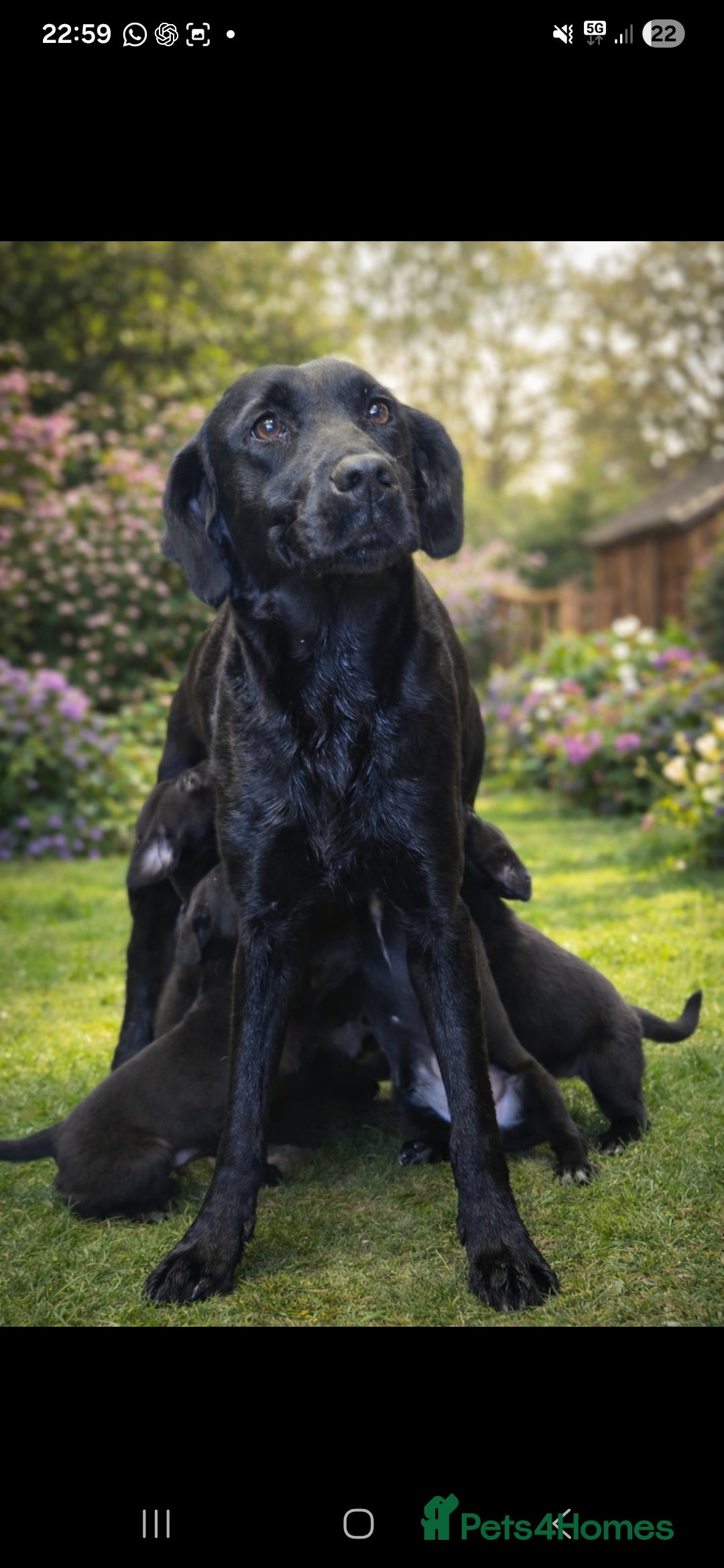 Mixed Breed dogs Labrador x whippet - Advert 1