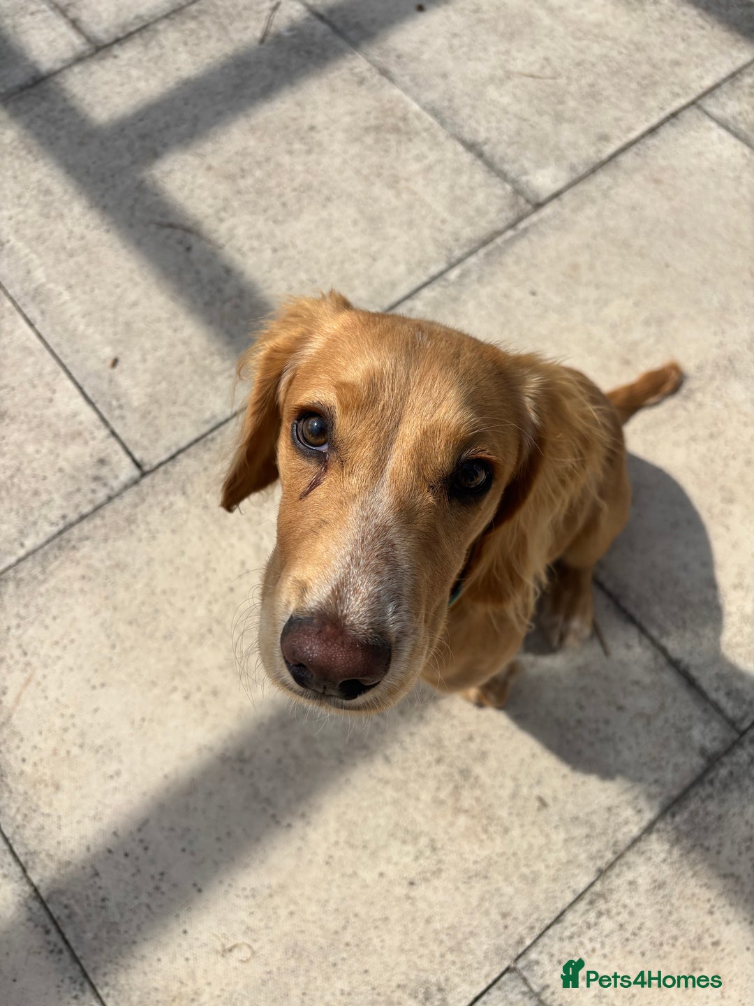 Cocker Spaniel dogs for sale: Male Working Cocker Spaniel - Advert 4