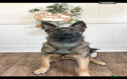 Mixed Breed dogs for sale: Wilson  - Image 1