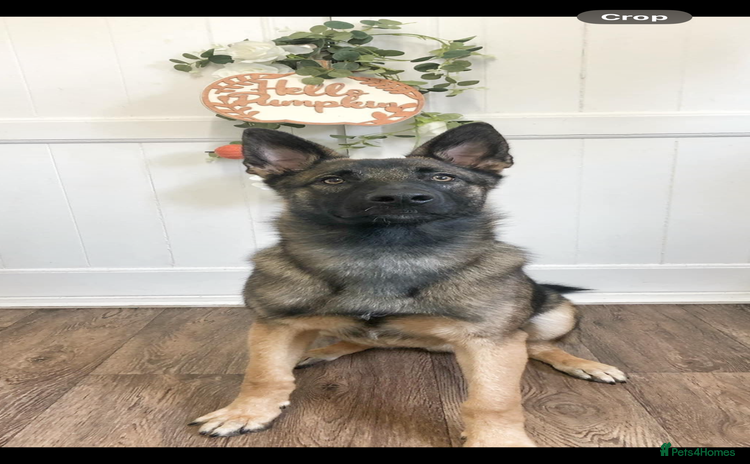 Mixed Breed dogs - Advert 8