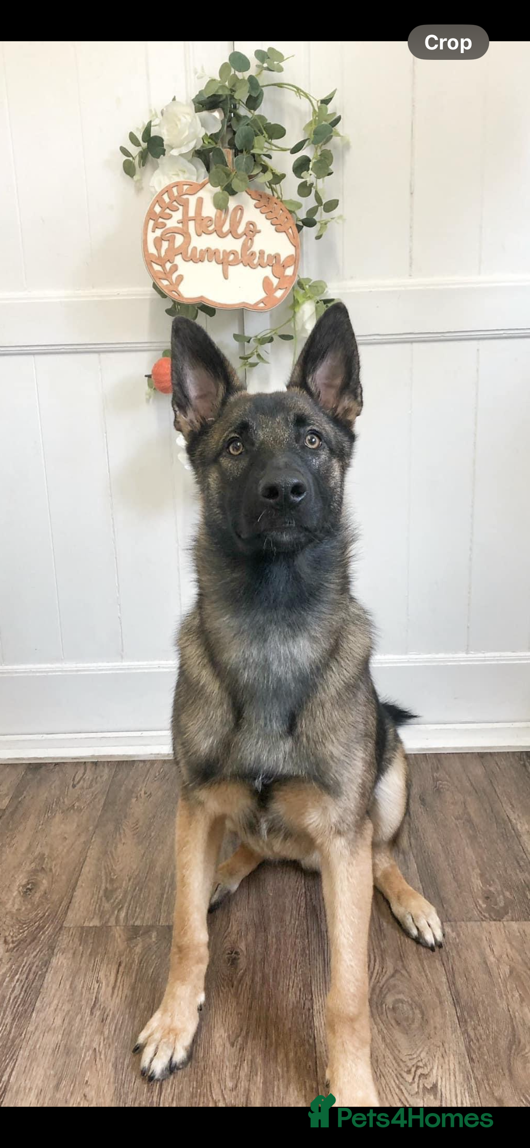 Mixed Breed dogs for sale: Wilson  - Image 1