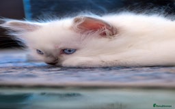 Ragdoll cats for sale: Ready Now GCCF Ragdoll Kittens Irresistibly Cuddly - Image 9