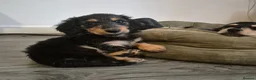 Miniature Dachshund dogs for sale: Mini dachshund long haired  - Advert 3