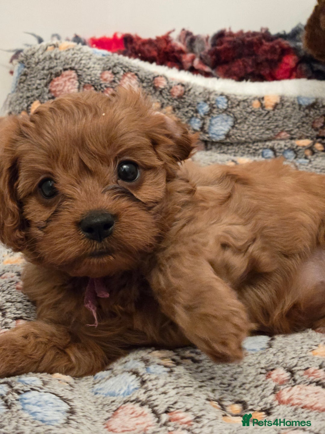 Cavapoo dogs for sale: Gorgeous Red Cavapoo Puppies - Advert 8