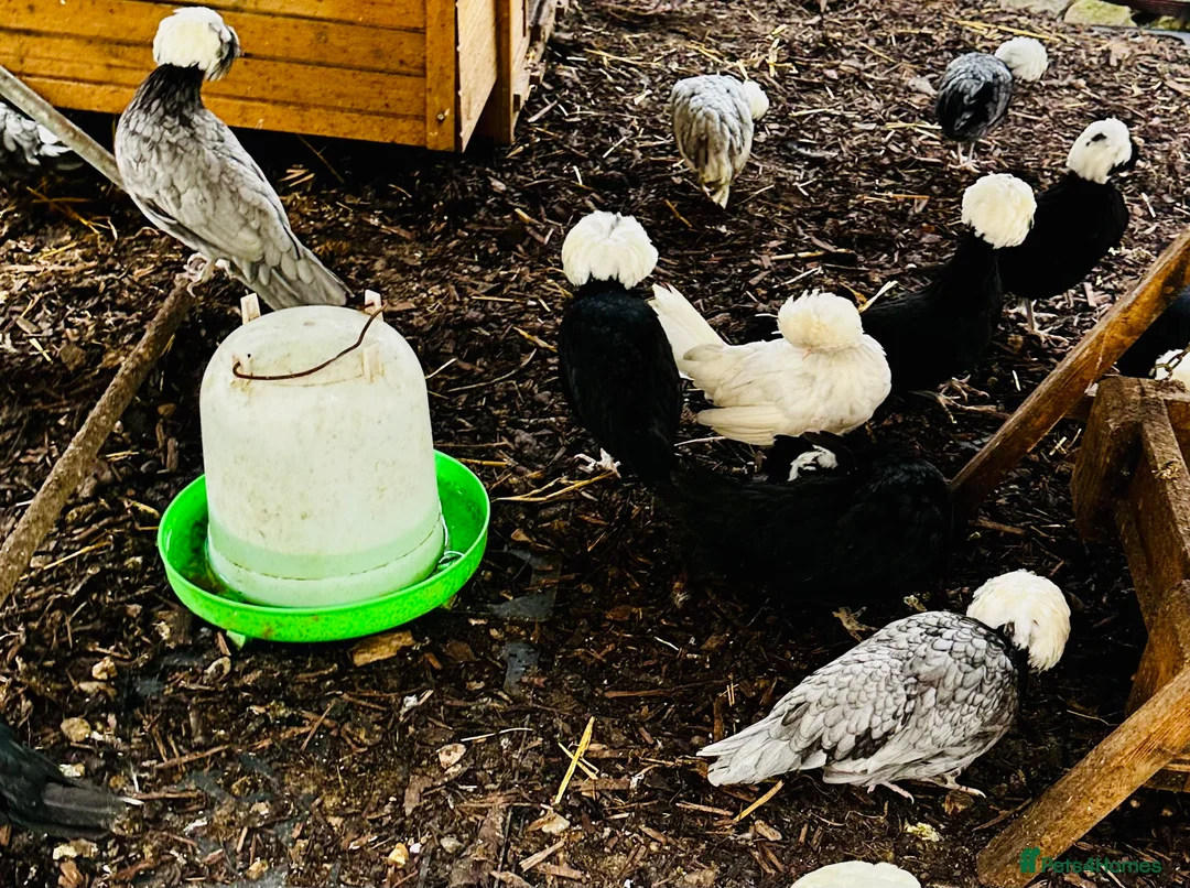 Chickens poultry for sale: Polish Hens - POINT OF LAY - Advert 5