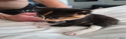 Mixed Breed cats for sale: Calico female kitten  - Advert 2
