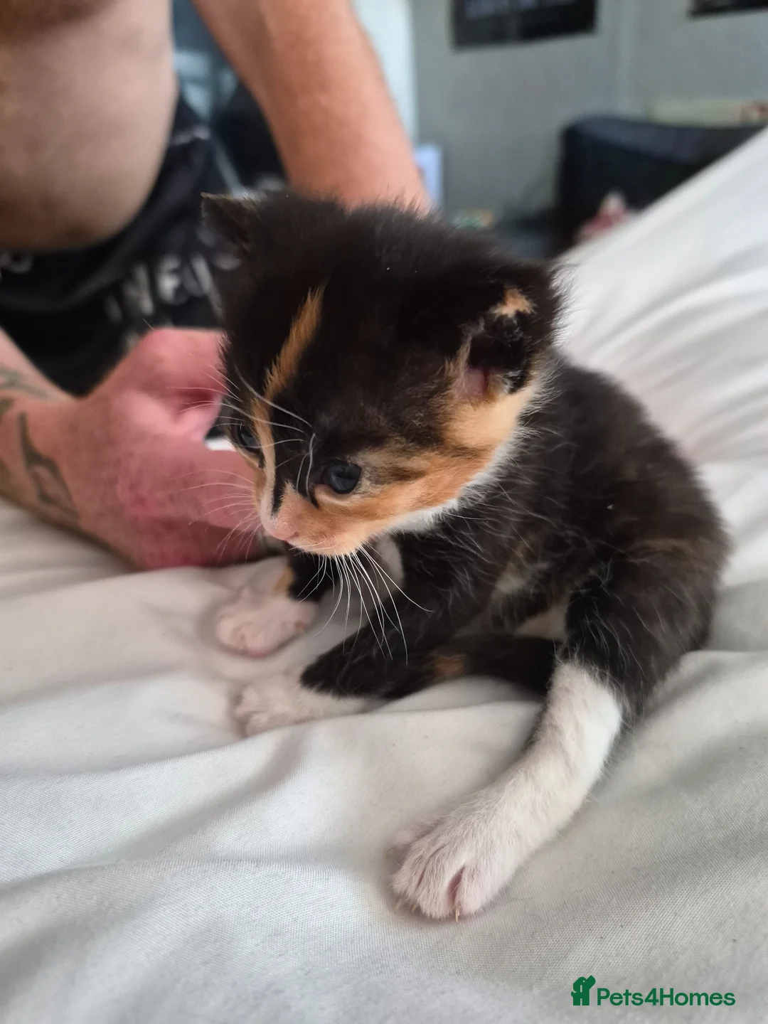 Mixed Breed cats for sale: Calico female kitten  - Advert 2