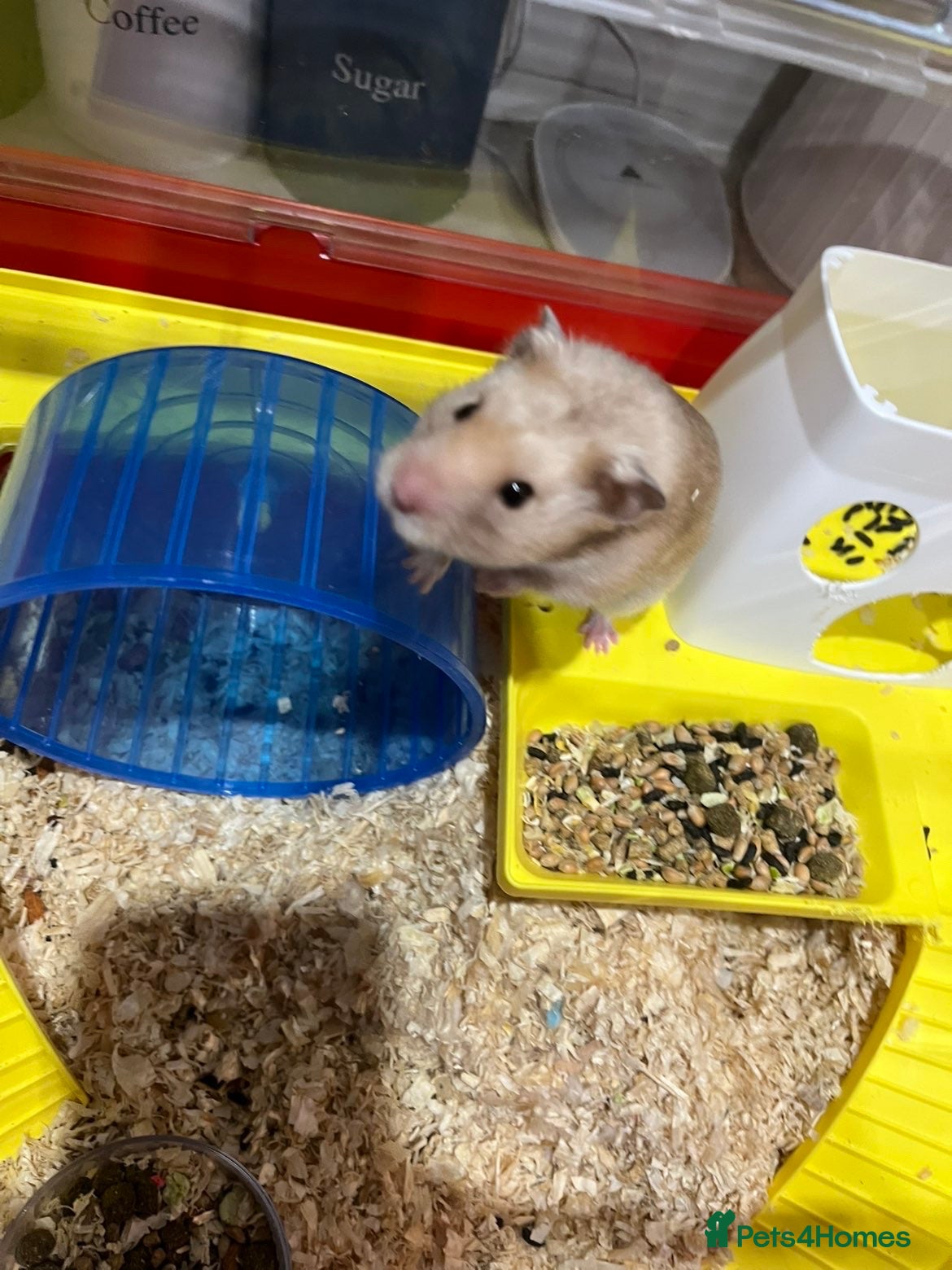 Hamster rodents hamster for sale  - Advert 2
