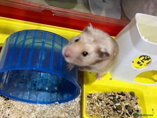 Hamster rodents hamster for sale - Advert 2