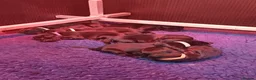 Flat coated Retriever dogs for sale: Flat coat retriever puppies 4 left - Advert 4
