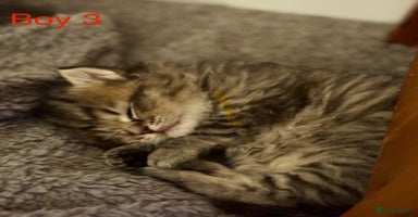 Persian cats - Advert 9