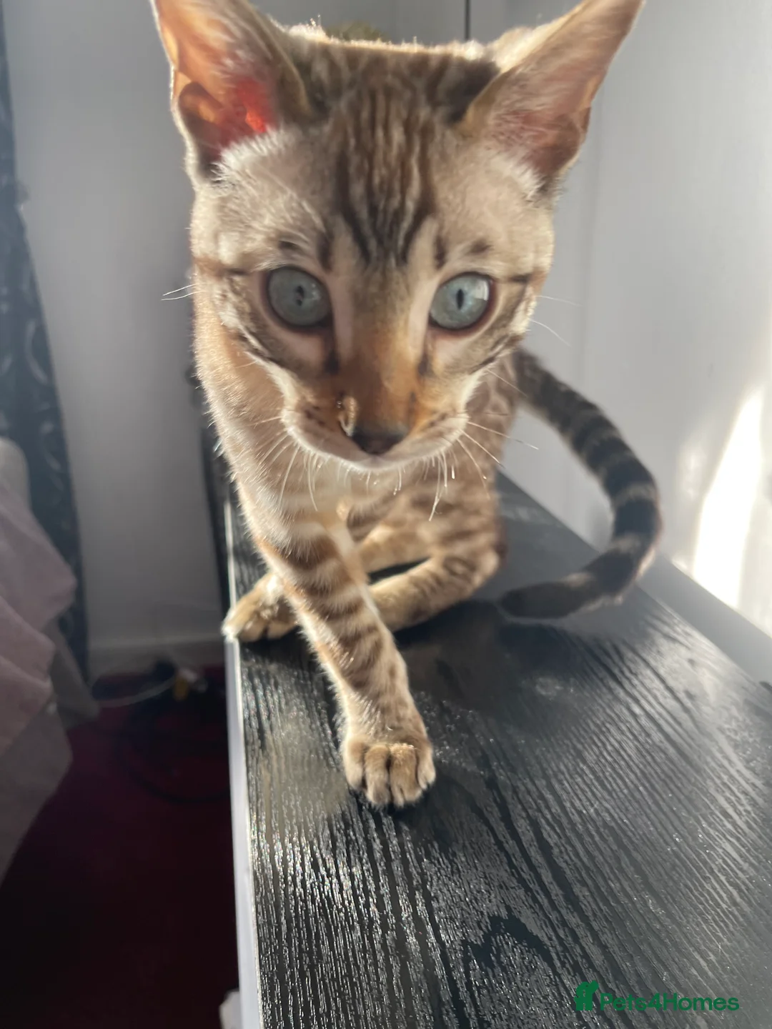 Bengal cats for sale: Snow Lynx Bengal Male kitten - Advert 11