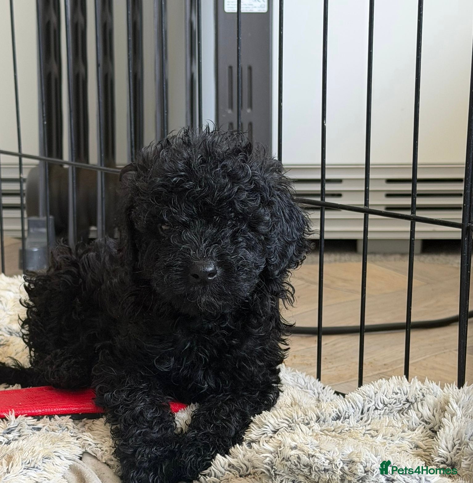 Cockapoo dogs Beautiful F1b Cockapoo puppies  - Advert 2