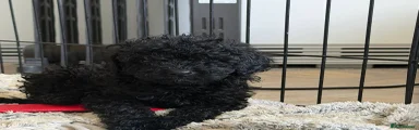 Cockapoo Puppy 3