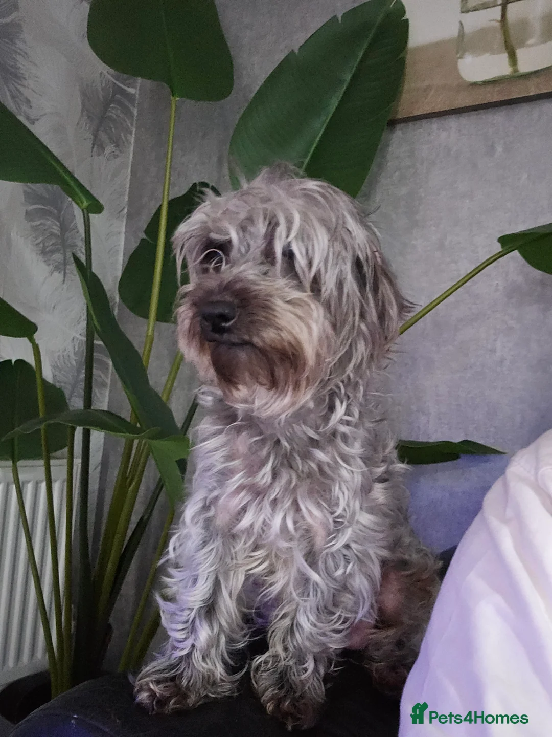 Mixed Breed dogs for sale:  **  Toy yorkipoo  - Advert 4