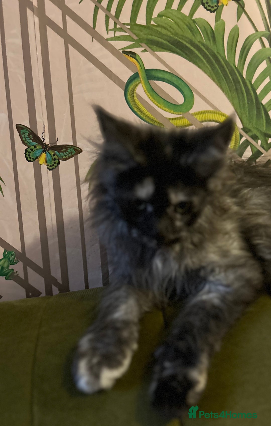 Maine Coon cats for sale: 🔥 TICA Maine coon kittens 🔥  READY NOW 💕💕 - Image 34