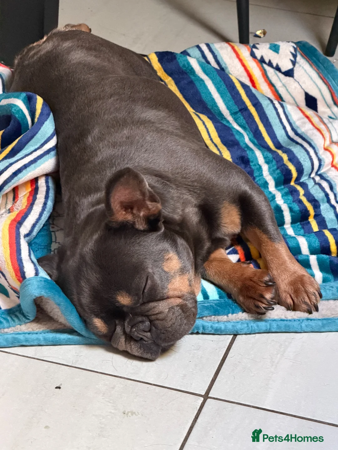 French Bulldog dogs for sale: French bulldog in Birmingham - Advert 2