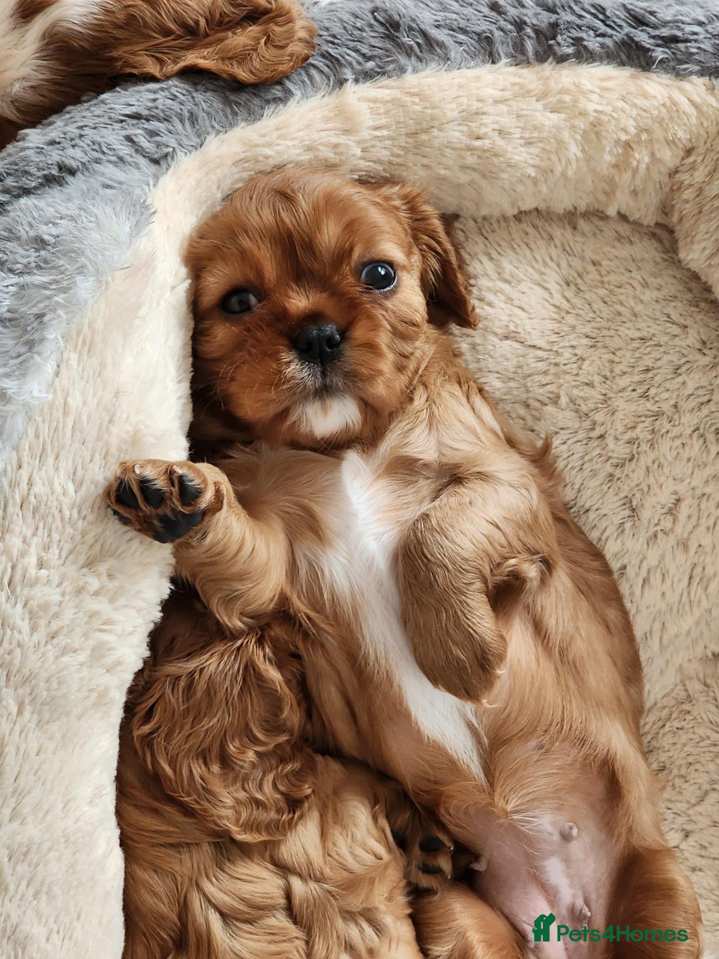 Cavalier King Charles Spaniel dogs for sale: One Ruby kC reg cavalier king charles puppy  - Advert 1