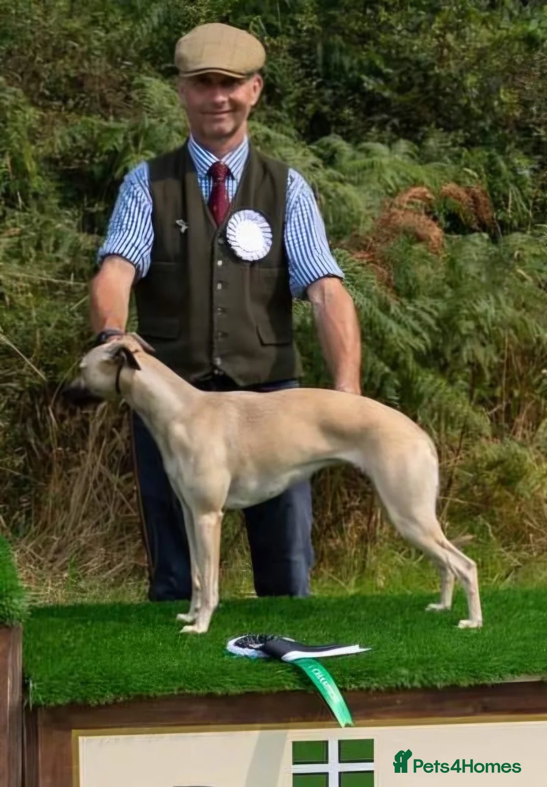 Lurcher dogs for sale: Beautiful litter of Lurcher puppies in Cullompton - Advert 1