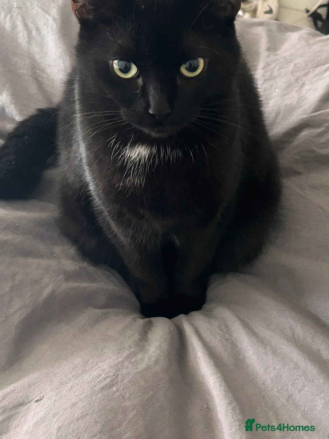 Mixed Breed cats for sale: California Buddington (Responds to Cali) 5 YRS - Advert 2