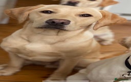 Labrador Retriever dogs for stud: Golden Lab for stud in Norfolk in Norwich - Image 1