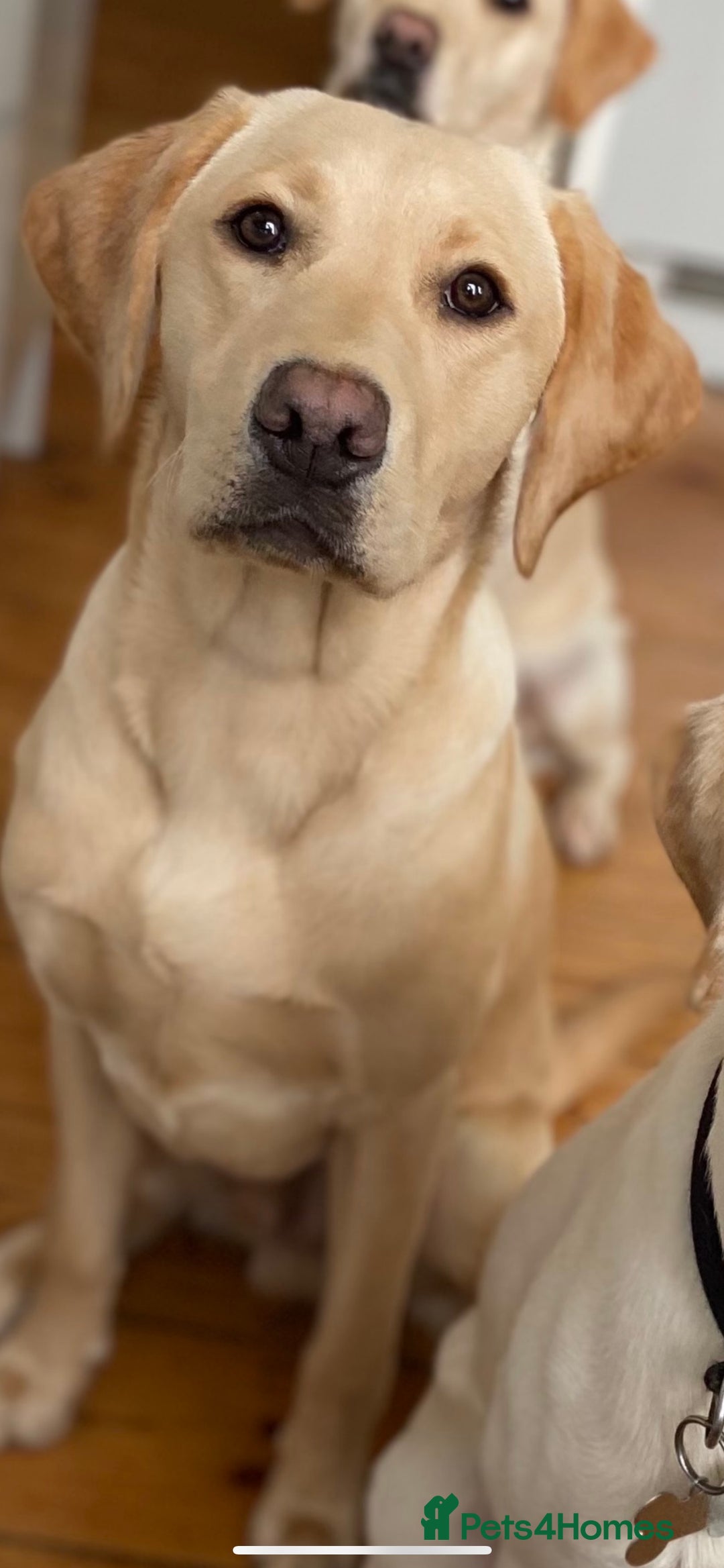 Labrador Retriever dogs for stud: Golden Lab for stud in Norfolk in Norwich - Image 1