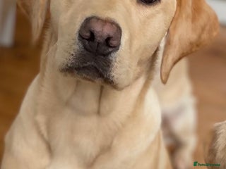 Labrador Retriever dogs in Norwich - Advert 26